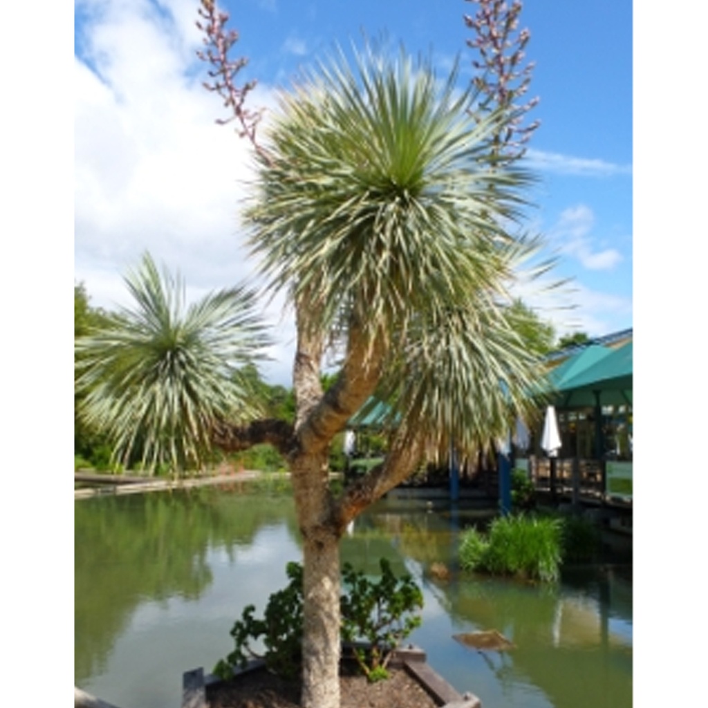 [TP-13289] Tropica Blaue Yucca (Yucca Rostrata)