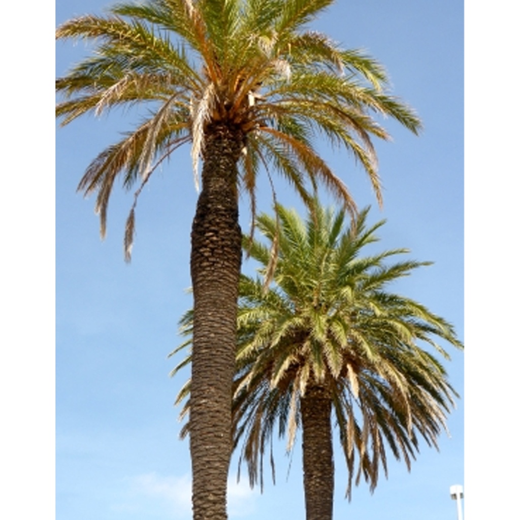 [TP-20007] Tropica Echte Dattelpalme (Phoenix Dactylifera)