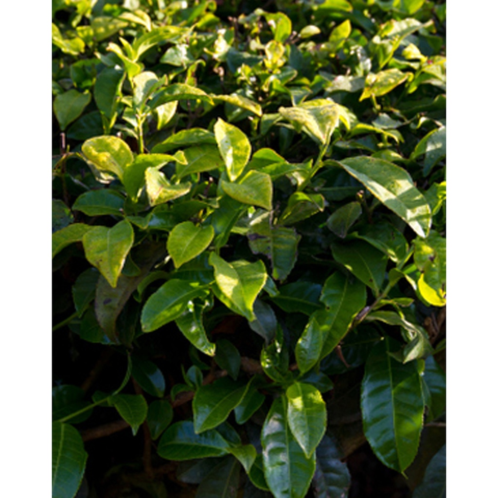 [TP-12365] Tropica Echter Teestrauch (Camelia sinensis var. sinensis)