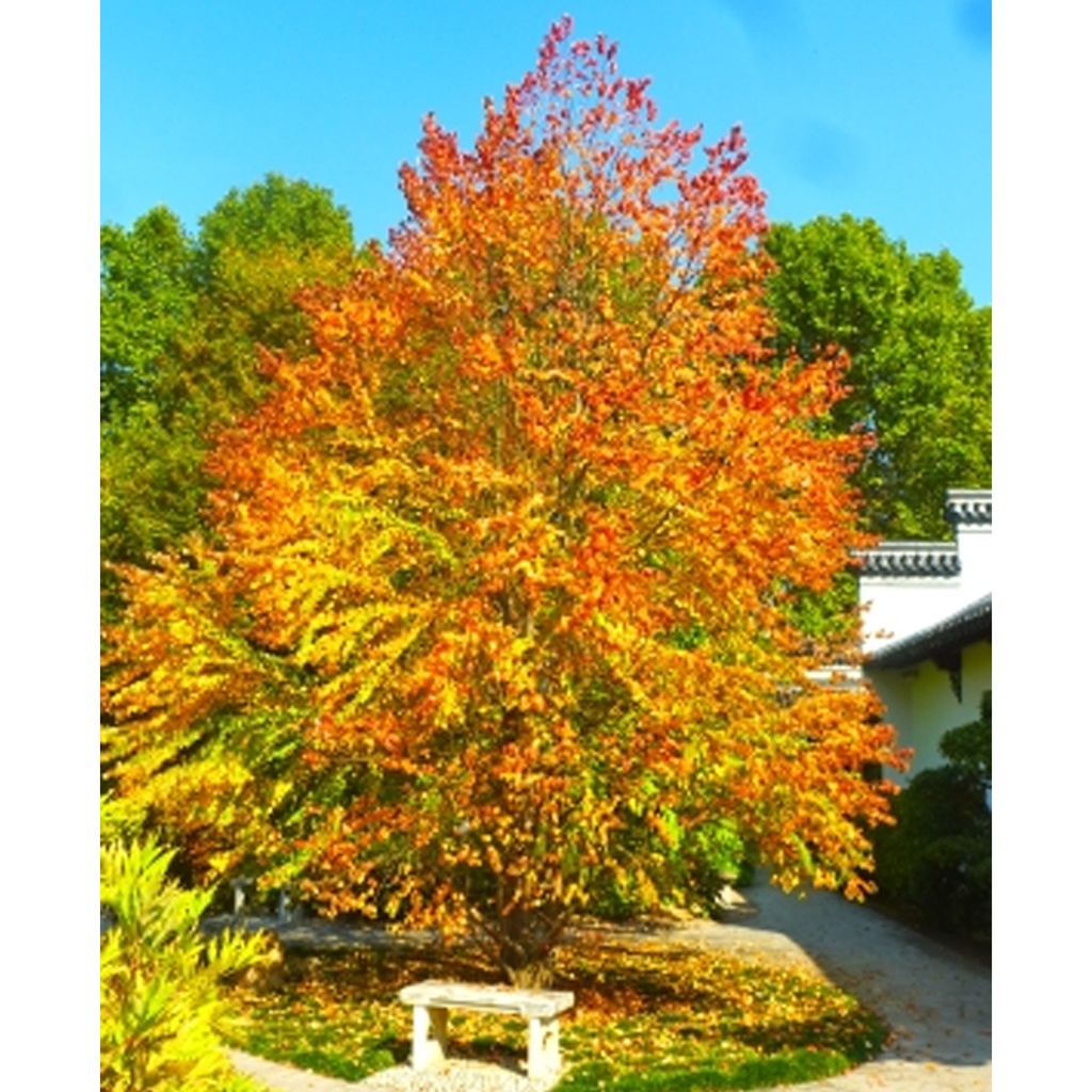 Tropica Lebkuchenbaum-Katsurabaum (Cercidiphyllum Japonicum)