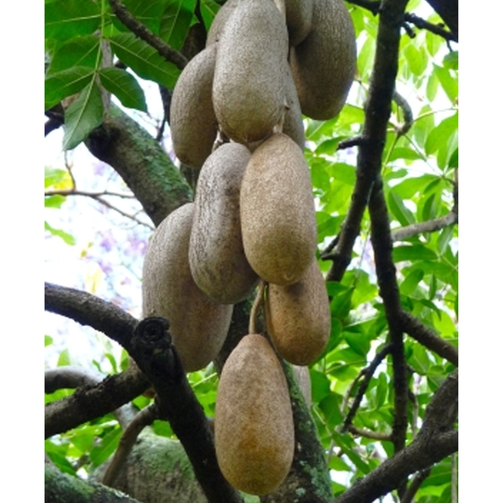 Tropica Leberwurstbaum (Kigelia Africana syn .K. Pinnata)