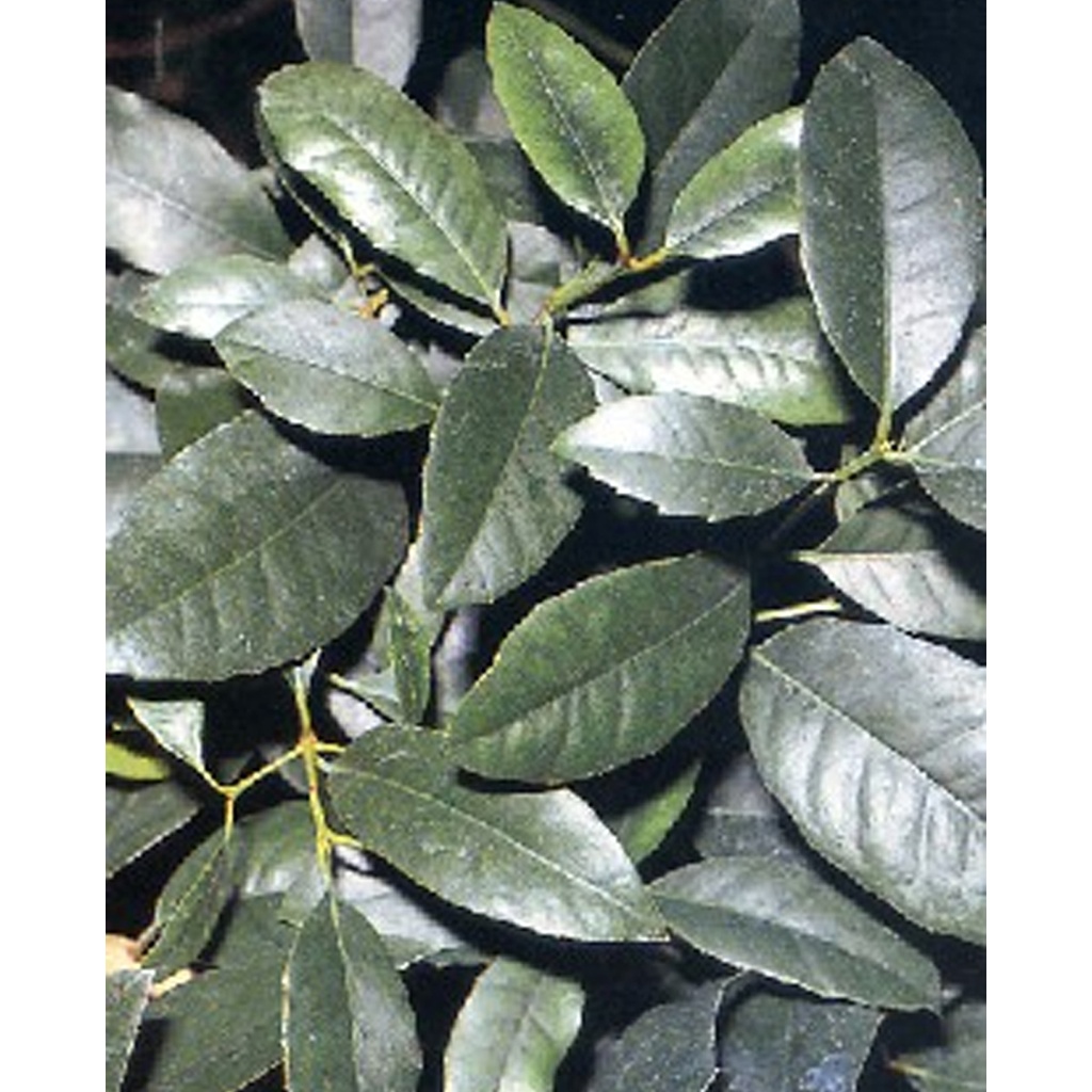 [TP-13120] Tropica Mate Teestrauch (Ilex Paraguensis Hook)