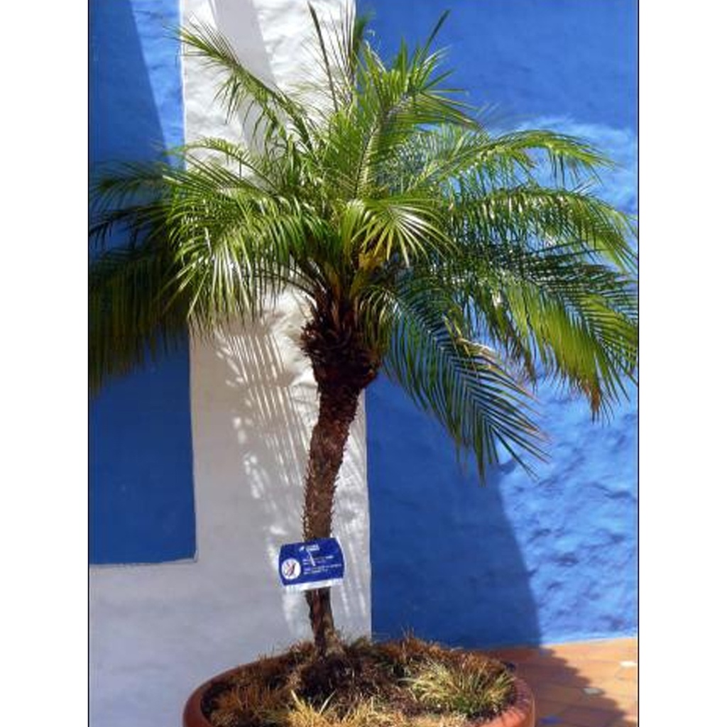 Tropica Zwerg - Dattelpalme (Phoenix Roebelinii)