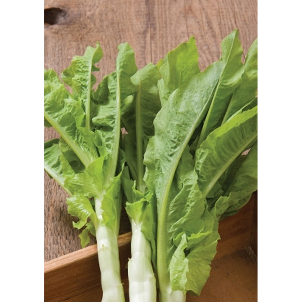 [TP-20201] Tropica Chinesischer Spargelsalat `Spring Tower Celtuce` (Latuca sativa var. asparagina )