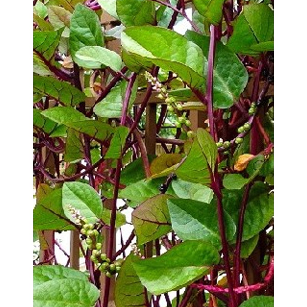 [TP-20206] Tropica Indischer Malabarspinat (Basella Rubra)