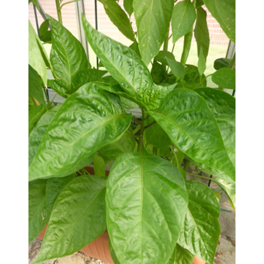 [TP-13530] Chili Red Rocket (Capsicum Annum)