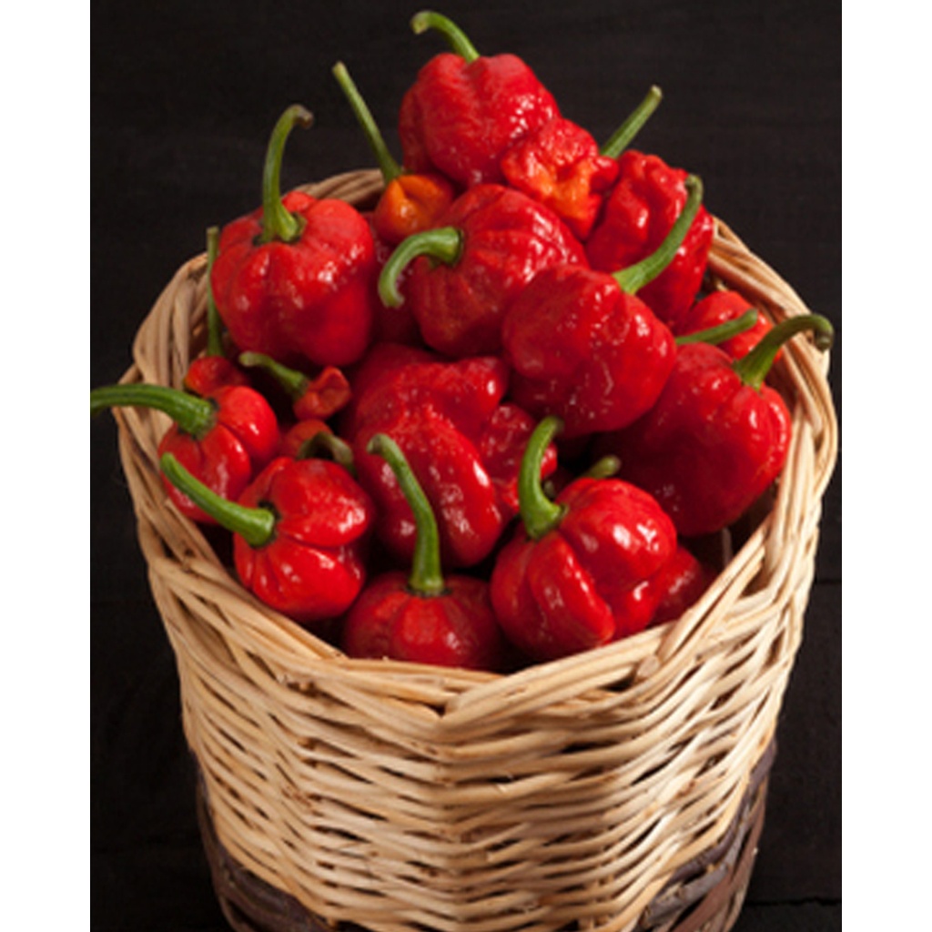 [TP-13548] Chili - `Trinidad Moruga Scorpion` (Capsicum Chinensis)