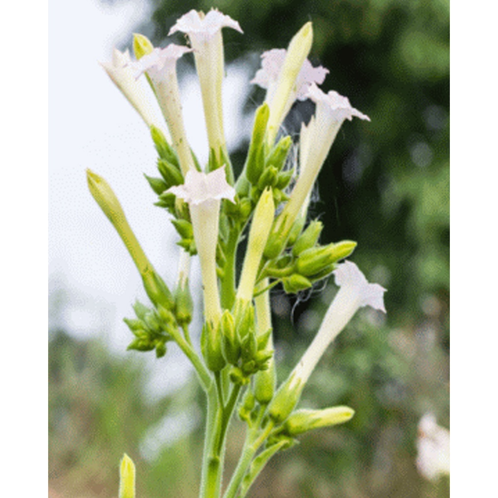 Tropica Weisser Bergtabak (Nicotiana Sylvestris Alba)