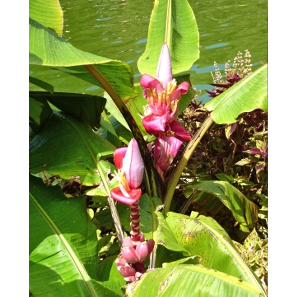 Tropica Rosa Zwergbanane (Mus velutina Dwarf Velvet Fingers)