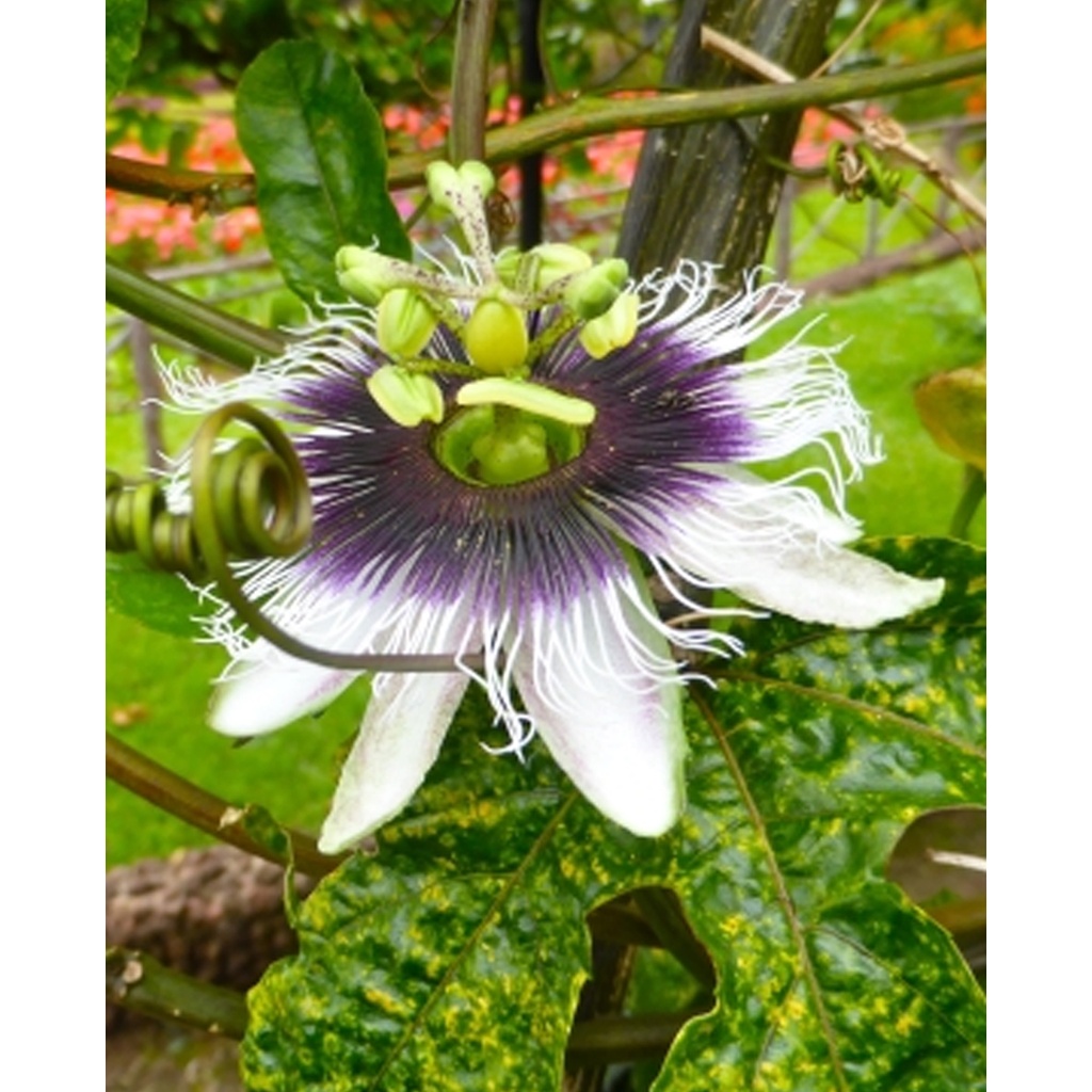 Tropica Purple Maracuja (Passiflora edulis Purple Giant)