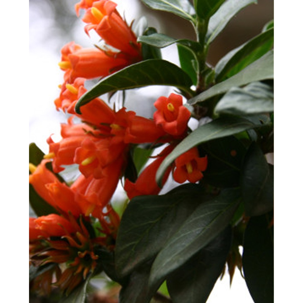 Tropica Afrikanischer Granatapfel  (Burchellia Bubalina)