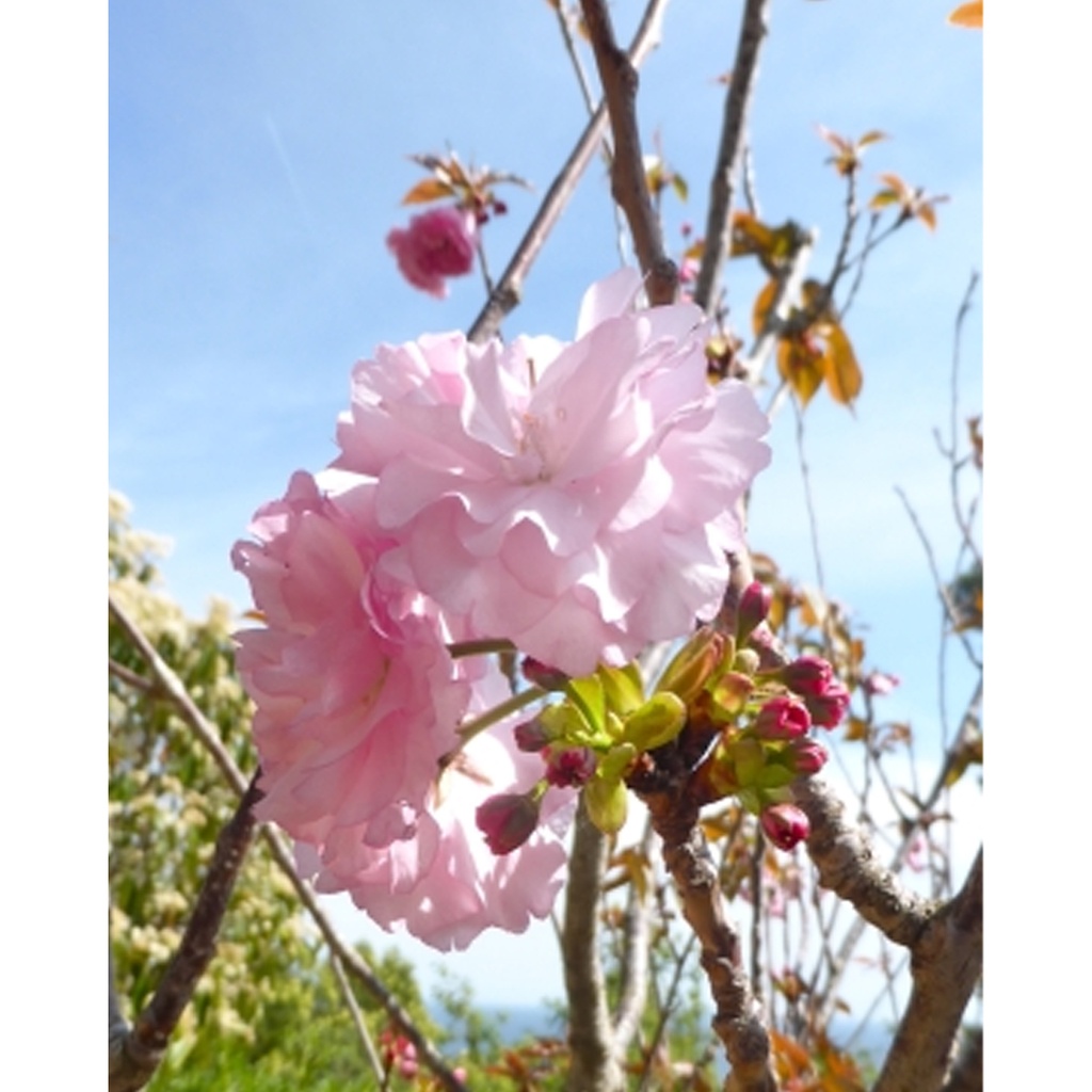 Tropica Japanische Zierkirsche (Prunus Serrulata)