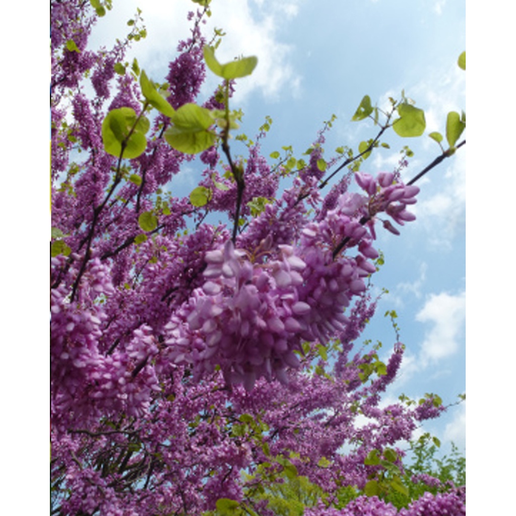 Tropica Liebesbaum - Judasbaum (Cercis siliquastrum)