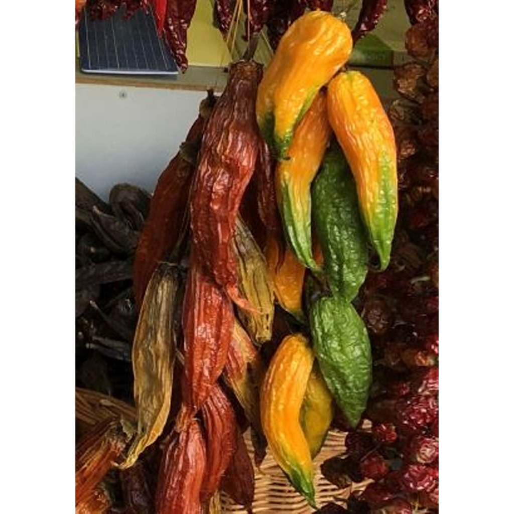 [TP-20302] Chili - AJI Amarillo ( Capsicum baccatum )