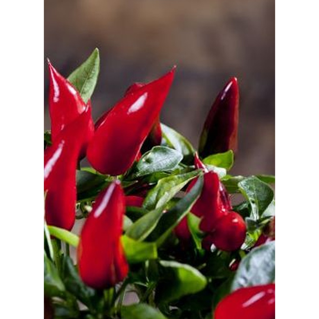 [TP-20290] Chili - Birds-Eye ( Capsicum frutescens )