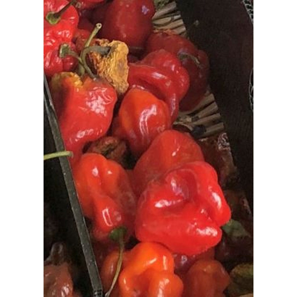 [TP-20289] Chili Ghost Pepper Bhut Jolokia