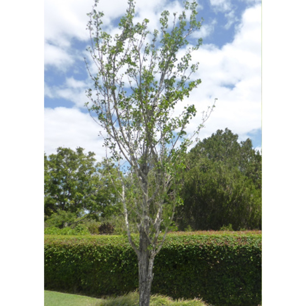 Tropica Ginkgo - Fächerblattbaum