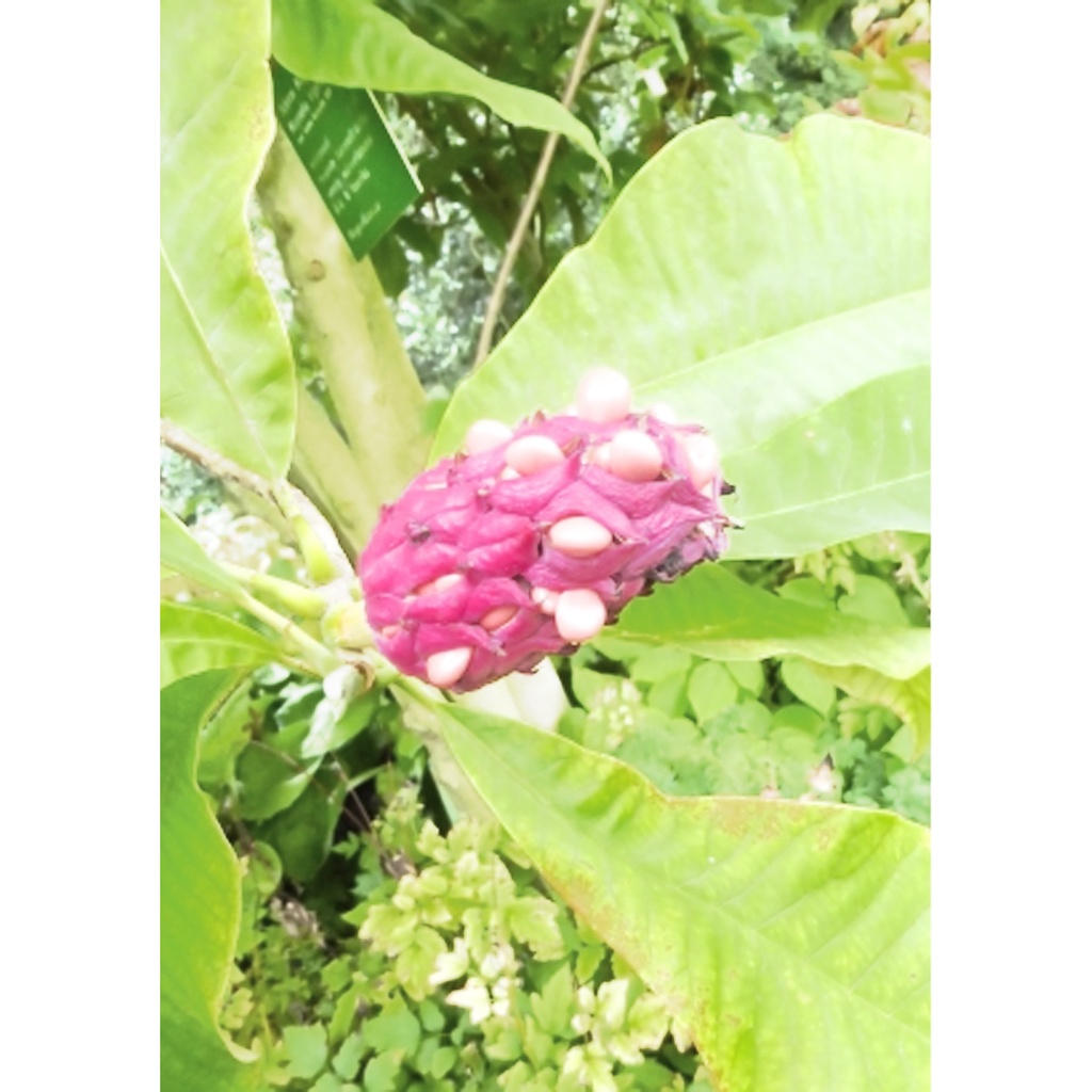 Tropica Nordamerik. Schirm-Magnolie (Magnolia tripetala)