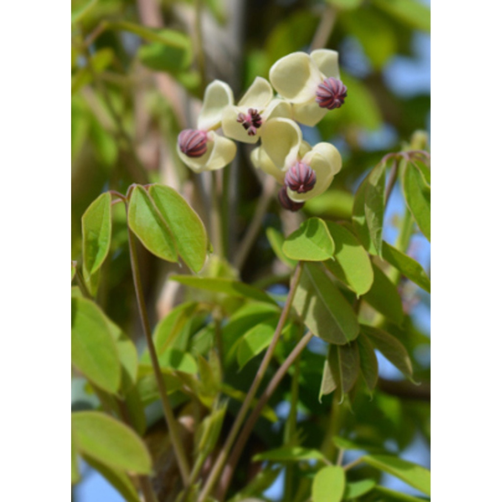 Tropica Schokoladenwein (Akebia quinata)