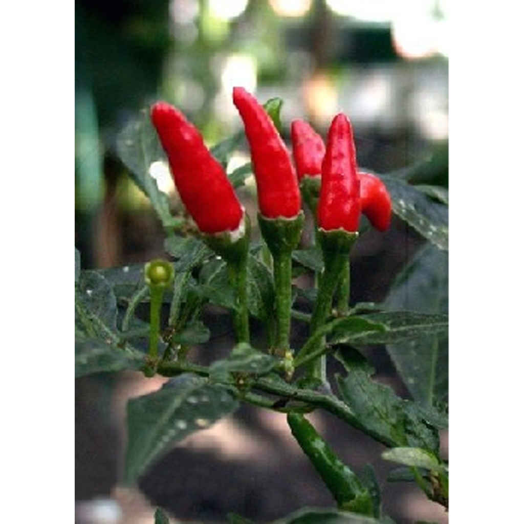 Red Finger Indischer Chilli (Capsicum Frutescens)