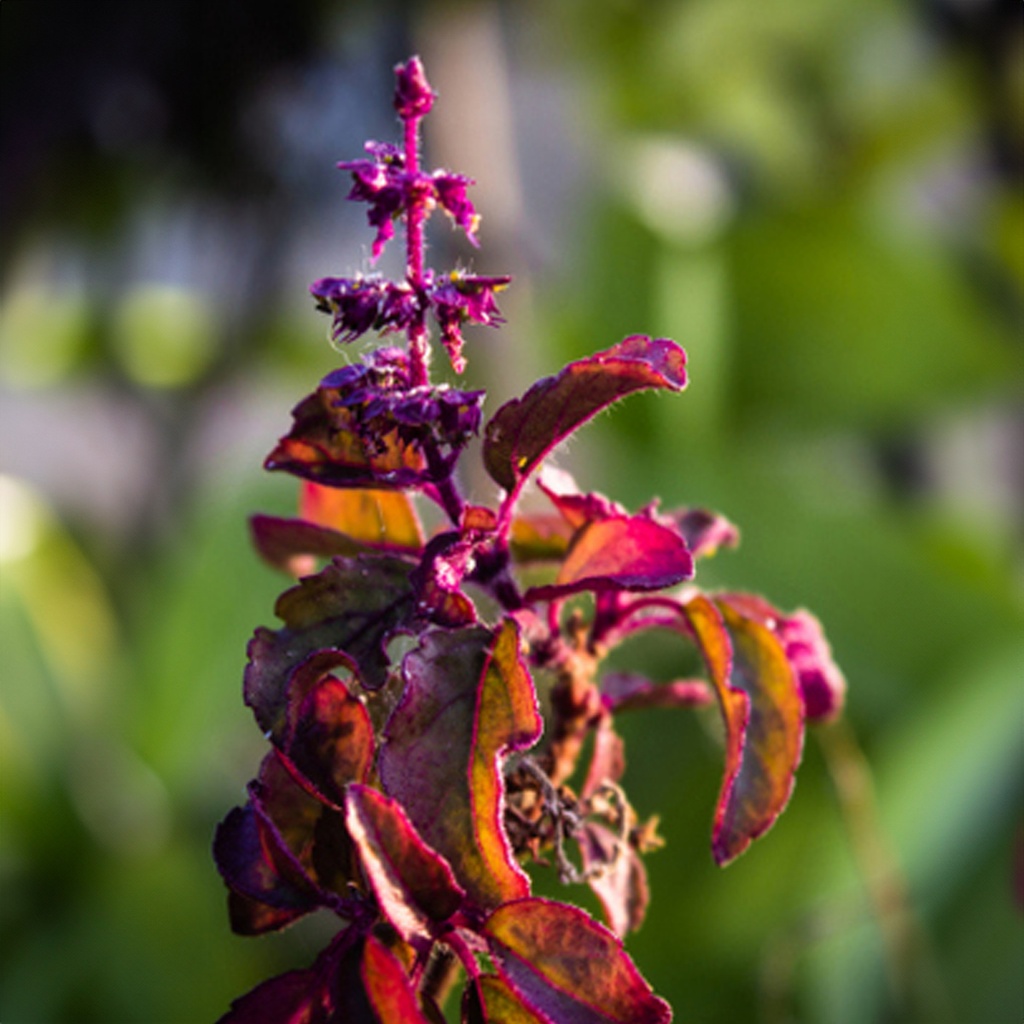 Rotes Königsbasilikum "Krishna Tulsi" ( Ocimum sanctum )