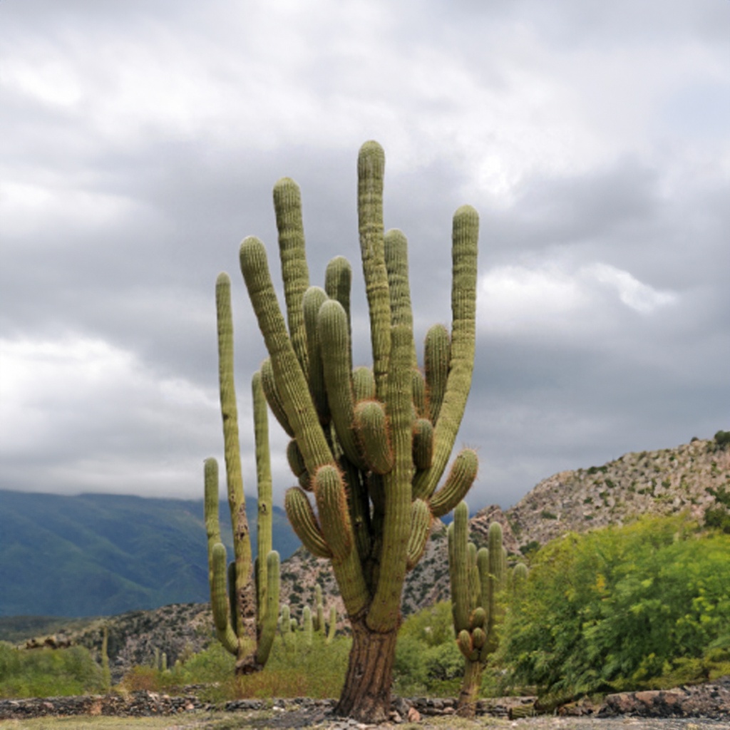Tropica Mexikanischer Riesenkaktus ( Carnegia gigantea )