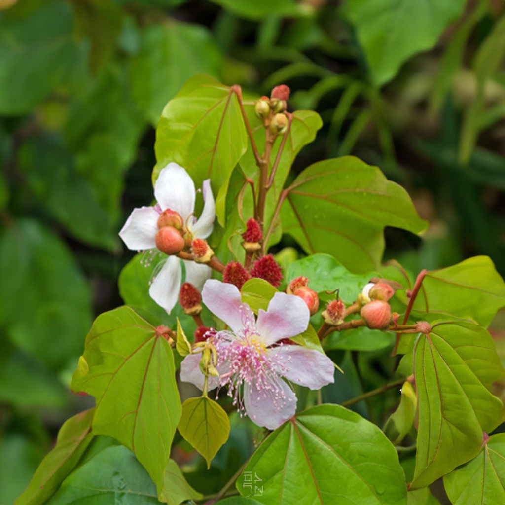 Tropica Lippenstiftstrauch ( Bixa orellana )