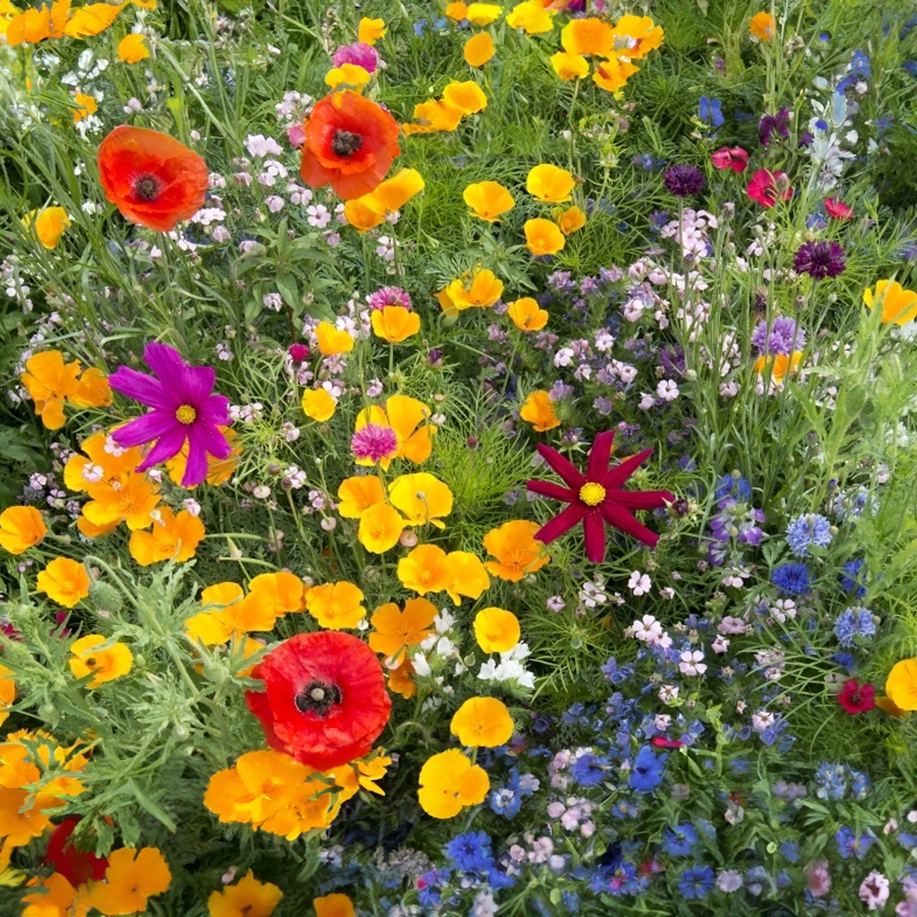 Tropica Bunte Bienenwiese  Nektarpflanzen-Mix Wildflower-Mix