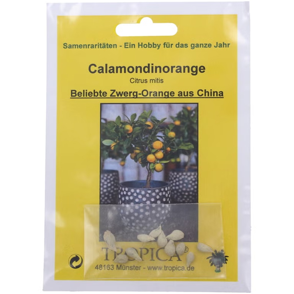 [TP-20326] Tropica Calamondin Orange Dwarf Orange Citrus mitis