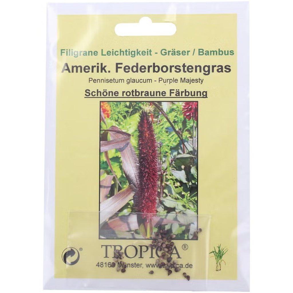 Tropica Amerikanisches Federborstengras Pennisetum glaucum