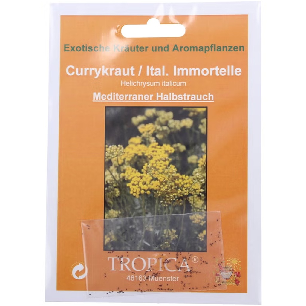 [TP-20331] Currykraut Helichrysum italicum