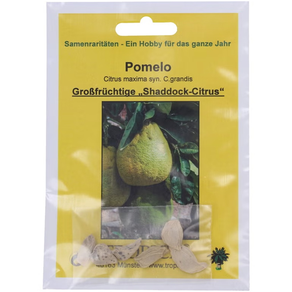 Tropica Pomelo Citrus maxima syn. C.grandis