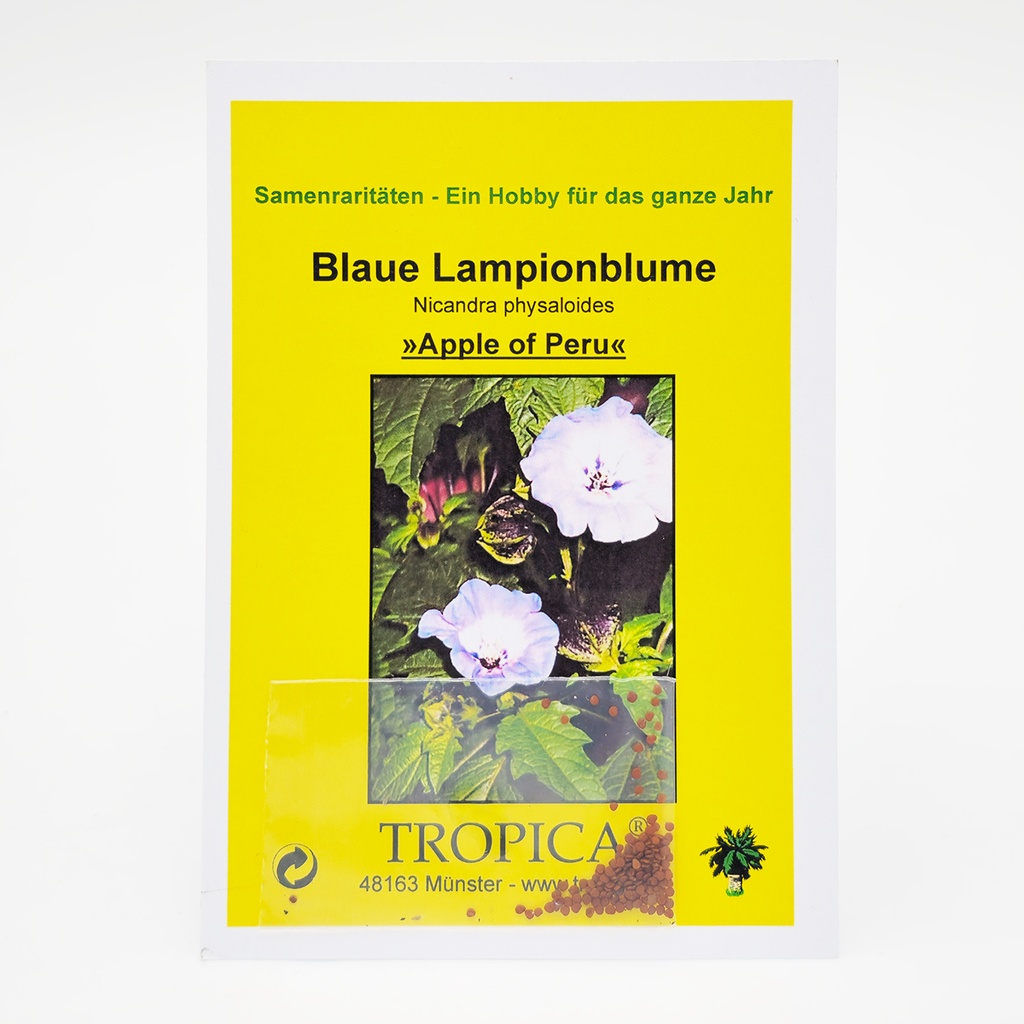 Tropica Blaue Lampionblume (Nicandra physaloides) - 200 Samen