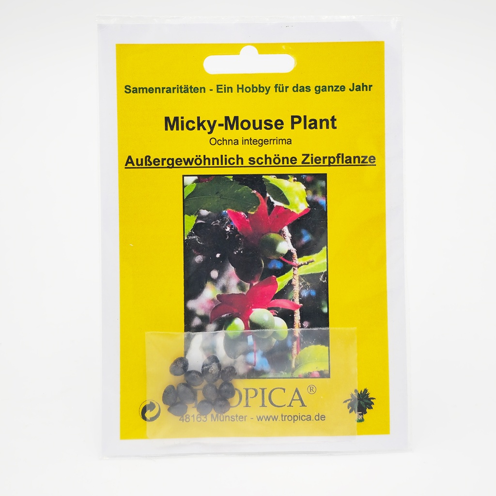 Tropica Micky-Mouse Plant (Ochna integerrima) - 10 Samen