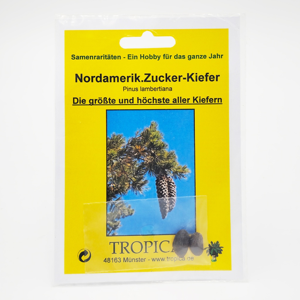 Tropica Nordamerik. Zucker-Kiefer (Pinus lambertiana) - 2 Samen