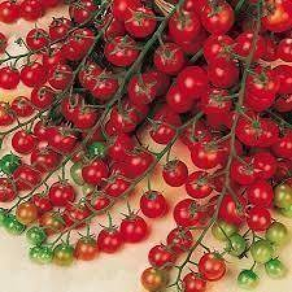 [SA-to31] Cherrytomate Zuckertraube